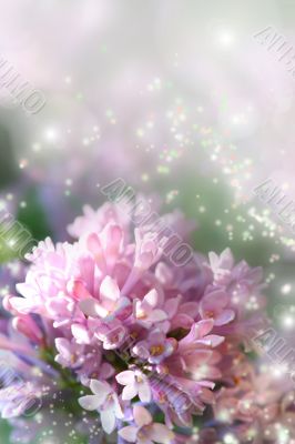 Fairy dust on lilac Fairy dust on lilac