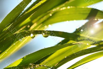 Tall grass in the sun