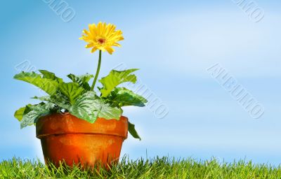 Flower pot on the grass
