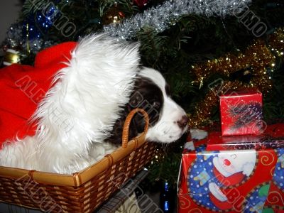 Best Christmas present