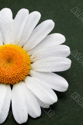 Partial view of a daisy