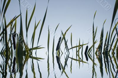 Grass in water