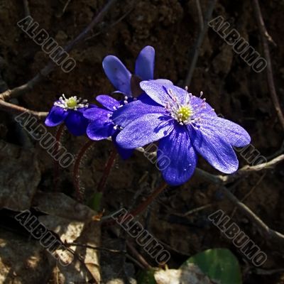 The first flowers