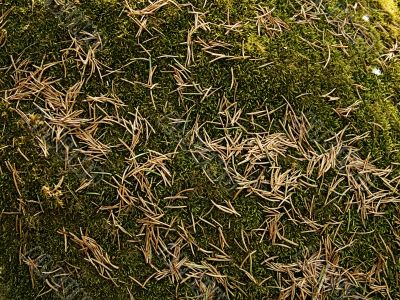 Pine needles and wood moss Pine needles and wood moss
