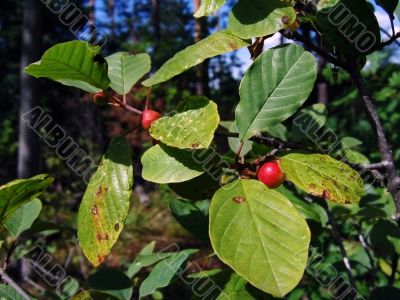 forest berries