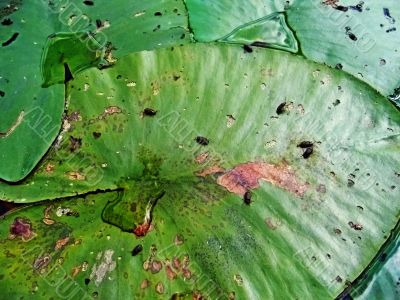 Bugs on marsh leaves