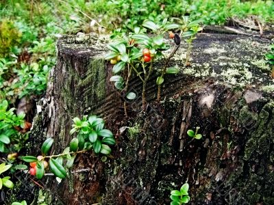 Cowberry on a tree