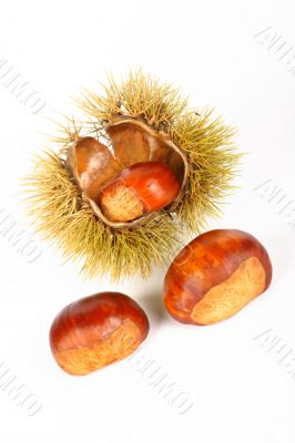 Two chestnuts and open spiny curl Two chestnuts and open spiny curl