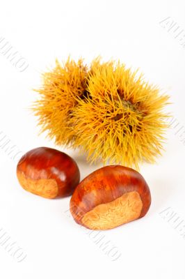 Two chestnuts and spiny curl