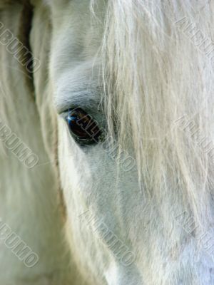 Horse eye