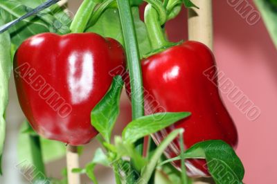 Paprika Paprika