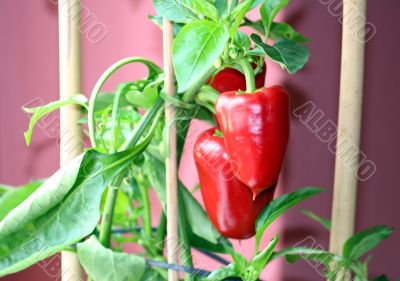 Paprika Paprika