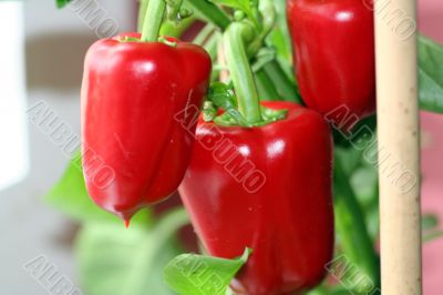 Paprika Paprika