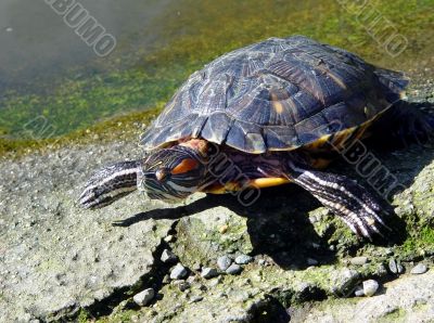 Turtle