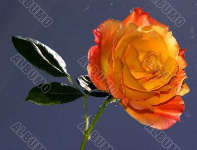 Beautiful Rose