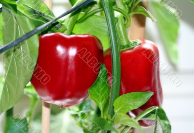 Paprika Paprika