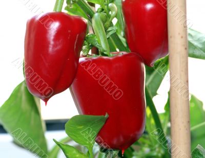 Paprika Paprika