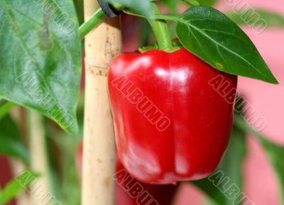 Paprika Paprika