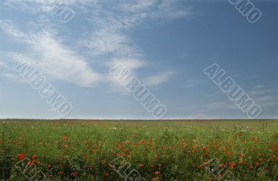 summer field in blossom