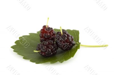 three mulberry berries