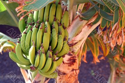 bananaplant
