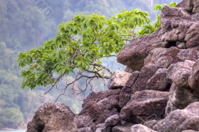 mangrove tree on crumbling rocks mangrove tree on crumbling rocks