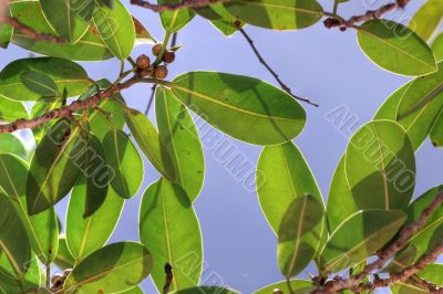 Ficus altissima on blue sky Ficus altissima on blue sky
