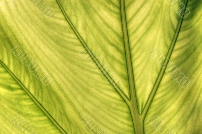 caladium leaf transparency