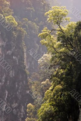 trees on ravine