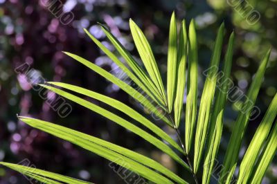 little palm tree leaf in jungle