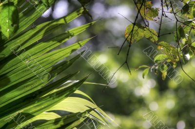 fresh leaf in jungle
