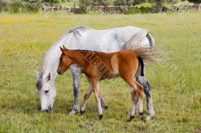 horse with its son eating grass