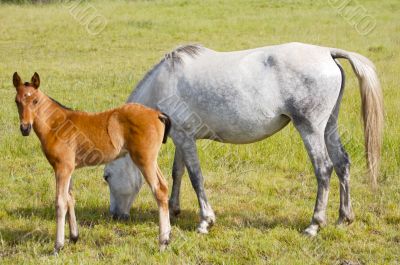 horse with its son eating grass