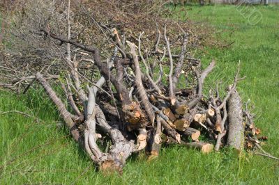 Pile of firewood on grass