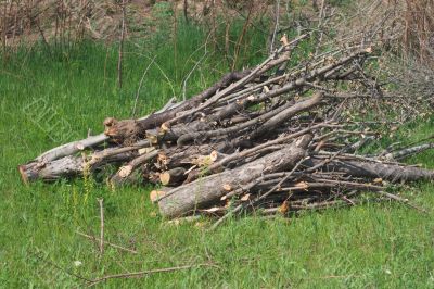 Pile of firewood on grass