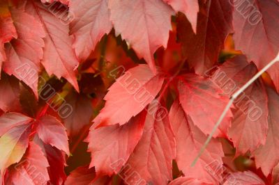 Red autumn leaves