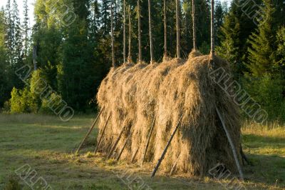 Hay. The nature. Object.