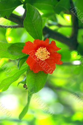 Pomegranate Blossom