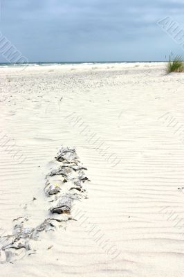 Log on the sand shore. Log on the sand shore.