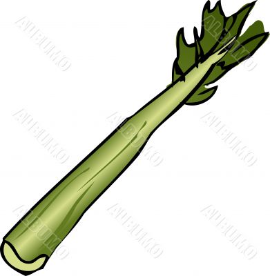 Celery