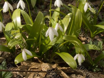 Snowdrops in Sochi