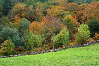 Autumn colors the forest Autumn colors the forest
