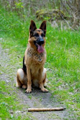 german shepherd