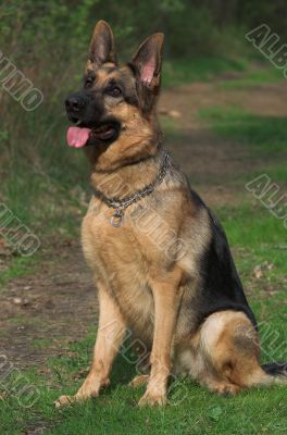 german shepherd