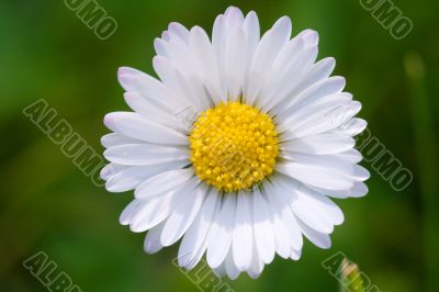 daisyhead