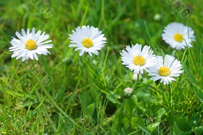 meadow in summer with white blossoms