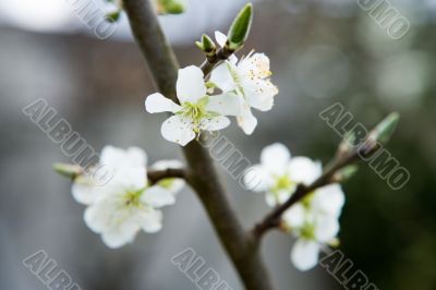 bloom, spring is here