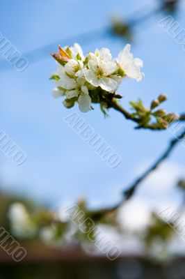 its time of prosperity and bloom