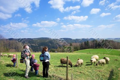 family is watching sheeps