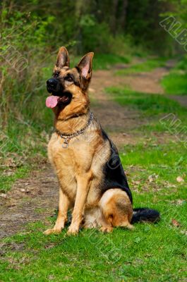 german shepherd